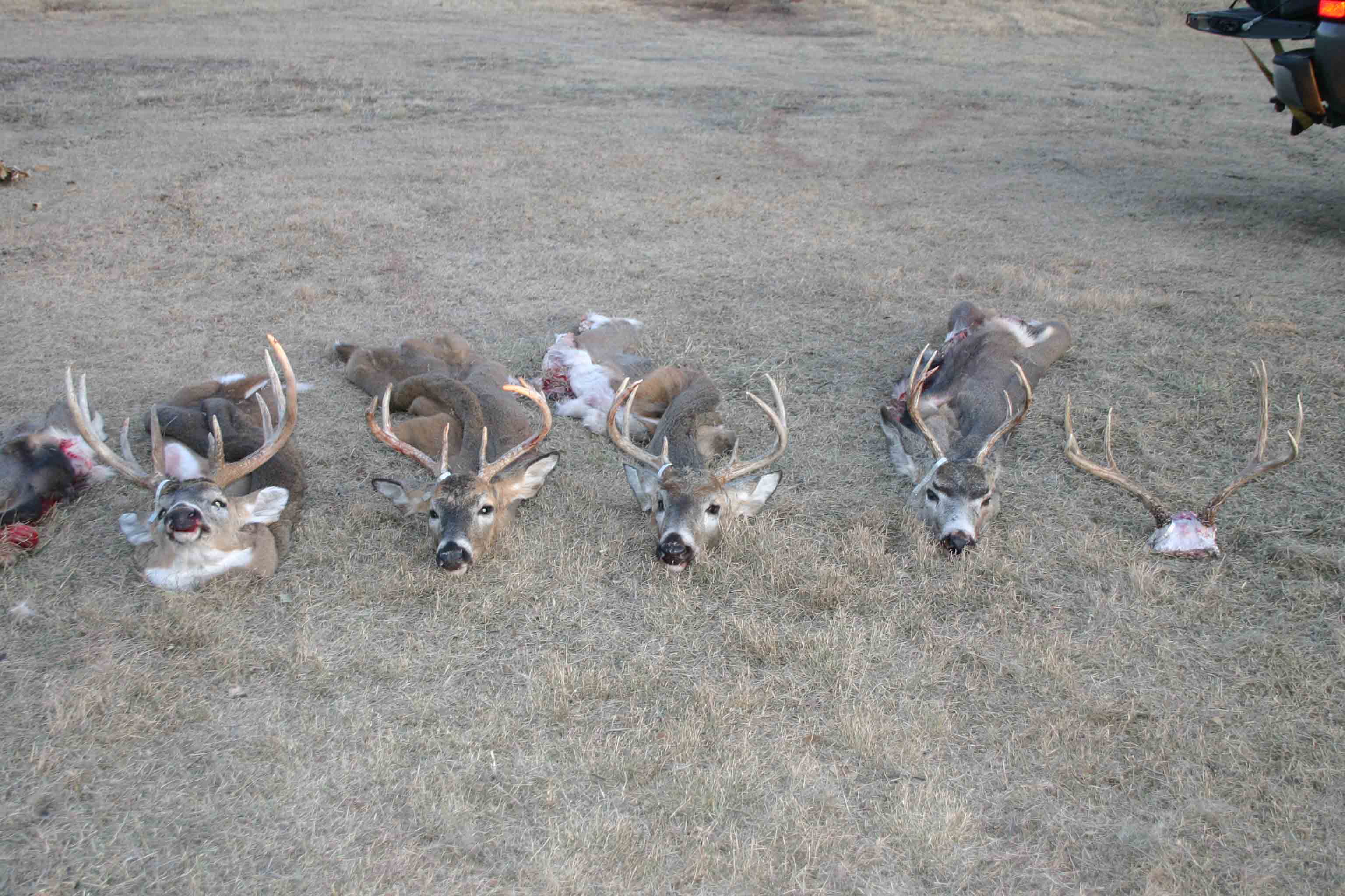 Burke Farms Hunting Nebraska Deer Mule Deer Hunting in Nebraska